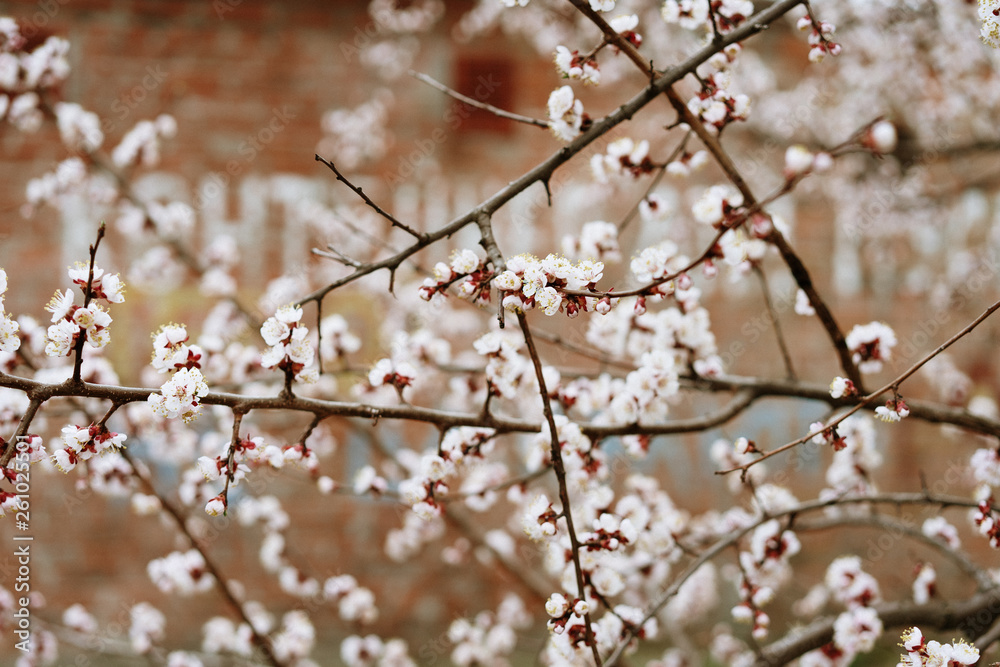 first flowering apricots, spring came, selective focus first flowering apricots, spring came, selective focus