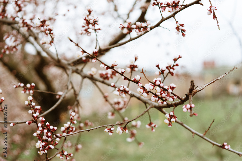 first flowering apricots, spring came, selective focus first flowering apricots, spring came, selective focus