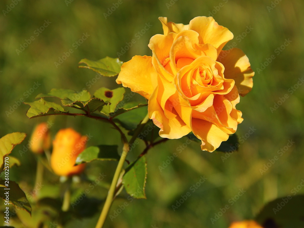 yellow rose in the garden yellow rose in the garden