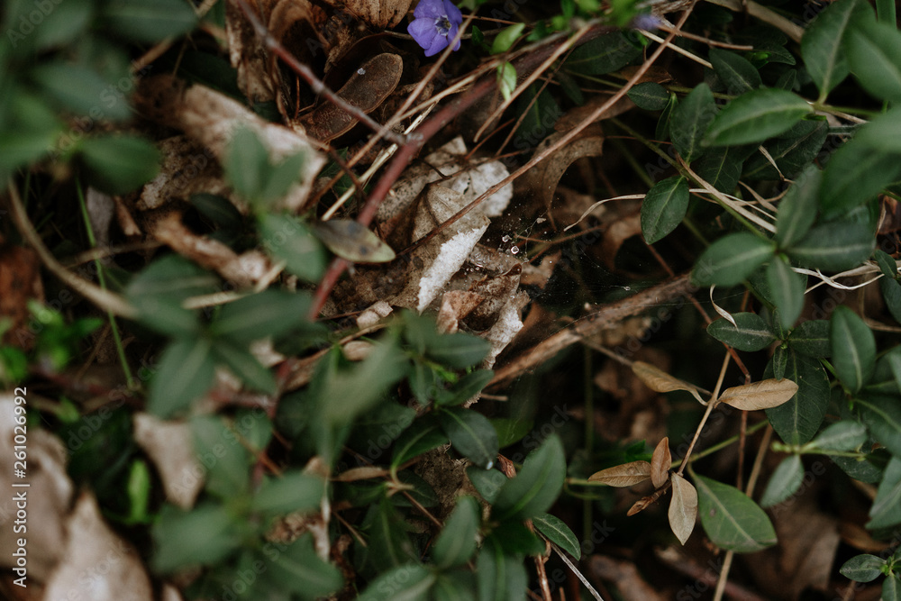 first spring flowers in the forest - periwinkle, selective focus first spring flowers in the forest - periwinkle, selective focus