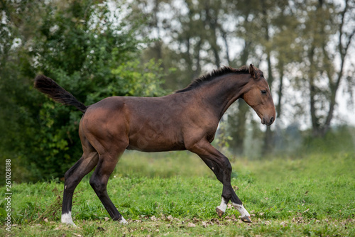 Fohlen auf der Weide