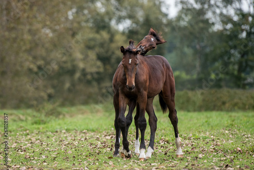 Pferde zwillingsfohlen zwillinge braune Fohlen © Ines Hasenau