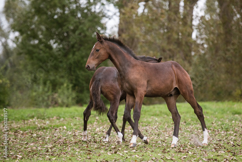 Pferde Zwillingsfohlen © Ines Hasenau