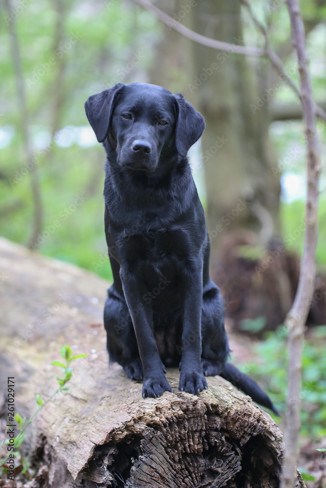 Junger Labrador auf einem Spaziergang Junger Labrador auf einem Spaziergang
