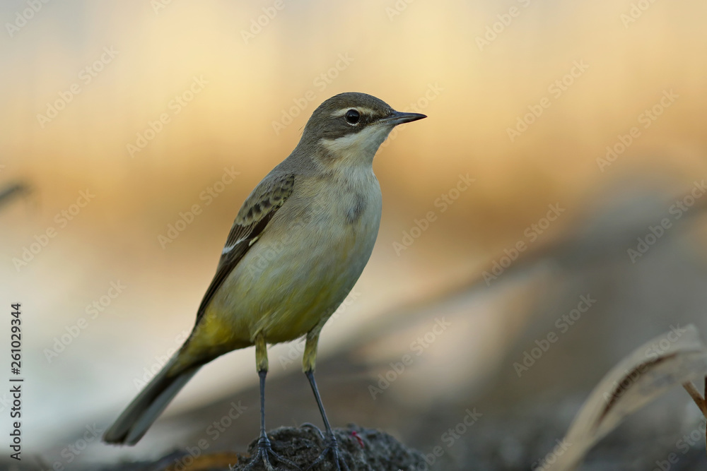 Obraz premium bird on a branch