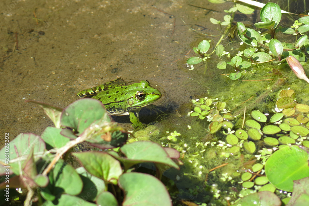 Wasserfrosch Wasserfrosch