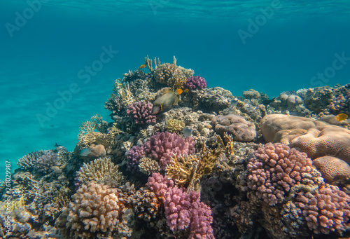 Buntes Korallenriff 