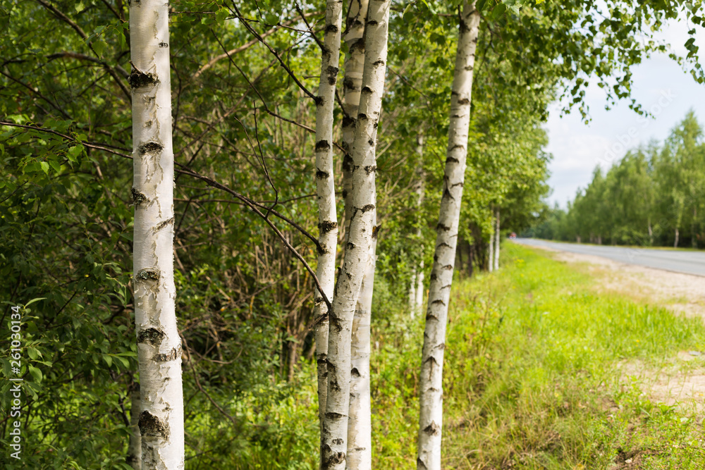Obraz premium Trunks of birch trees on the roadside on a summer day.