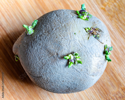Potato with rhizomes, roots. Unhaelthy,  contains toxic solanine