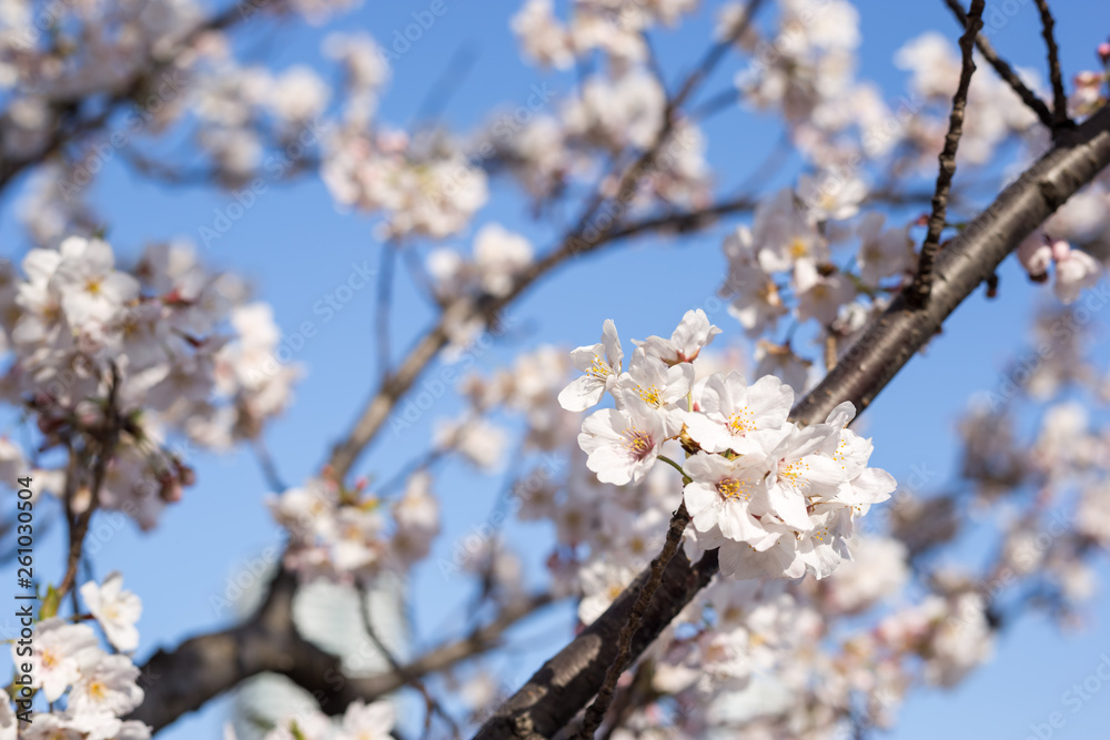 Kachidoki, Tokyo, Japan, 04/06/2019 , Cherry trees flowers on the riverside in front of Harumi triton square. Kachidoki, Tokyo, Japan, 04/06/2019 , Cherry trees flowers on the riverside in front of Harumi triton square.
