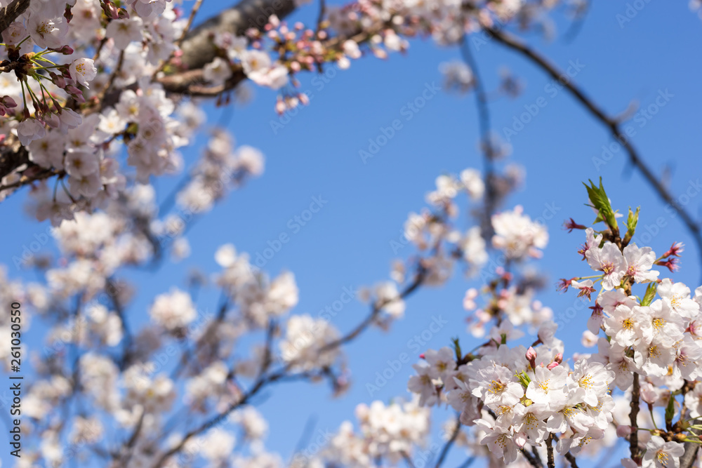 Kachidoki, Tokyo, Japan, 04/06/2019 , Cherry trees flowers on the riverside in front of Harumi triton square. Kachidoki, Tokyo, Japan, 04/06/2019 , Cherry trees flowers on the riverside in front of Harumi triton square.