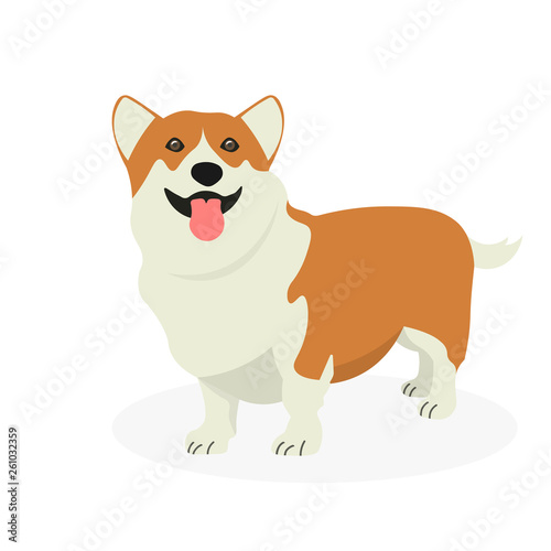 Dog Welsh Corgi isolated on white background