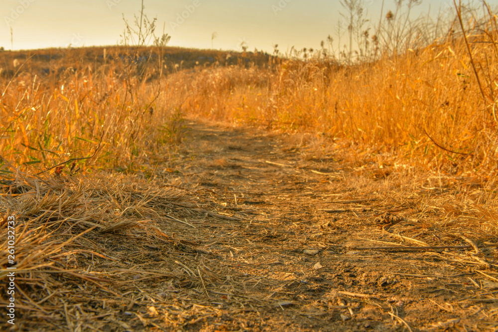 Fototapeta premium 夕陽に輝く平尾台の枯草