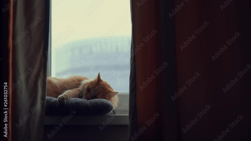 Sleeping red cat on the window in winter