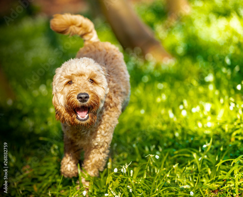 The Cockapoo