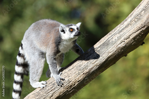 Katta / Ring-tailed Lemur / Lemur catta