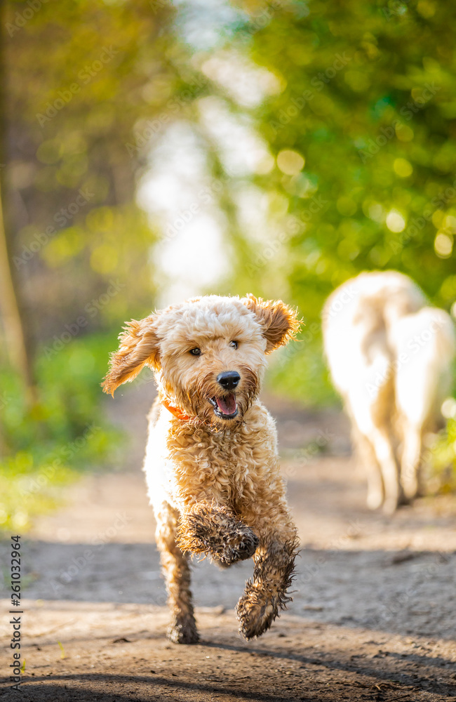 The Cockapoo The Cockapoo