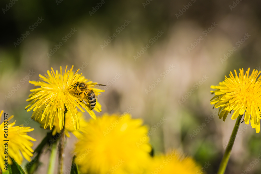 Close up macro bee and dandelion shot. Yellow flower in meadow. Colecting pollen for honey. Close up macro bee and dandelion shot. Yellow flower in meadow. Colecting pollen for honey.