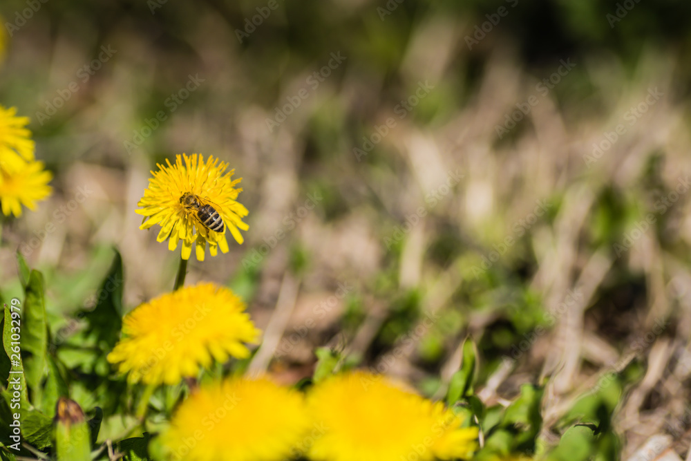 Close up macro bee and dandelion shot. Yellow flower in meadow. Colecting pollen for honey. Close up macro bee and dandelion shot. Yellow flower in meadow. Colecting pollen for honey.