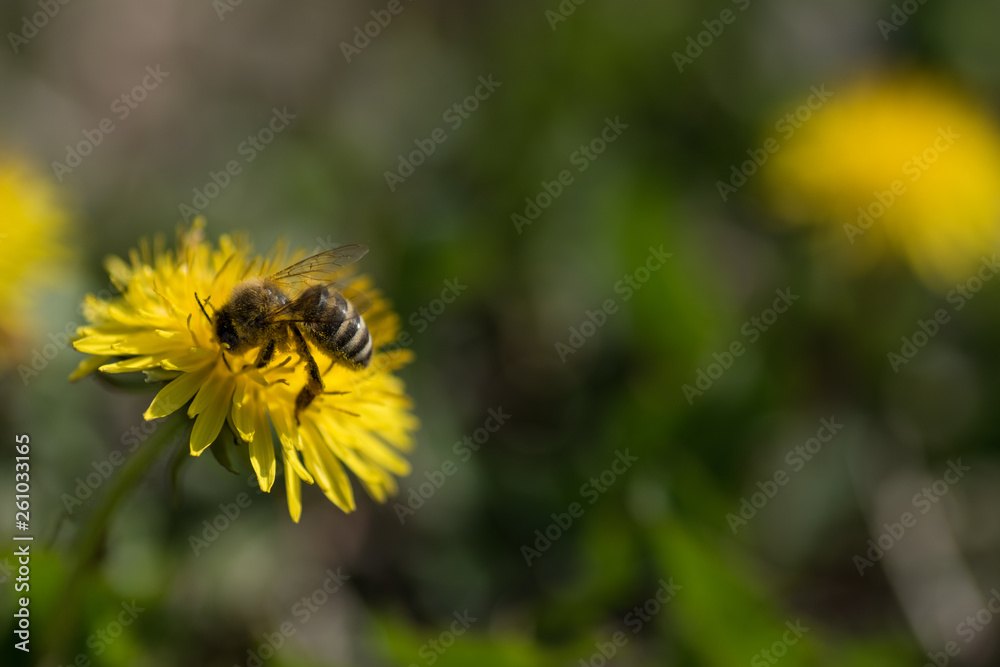 Close up macro bee and dandelion shot. Yellow flower in meadow. Colecting pollen for honey. Close up macro bee and dandelion shot. Yellow flower in meadow. Colecting pollen for honey.