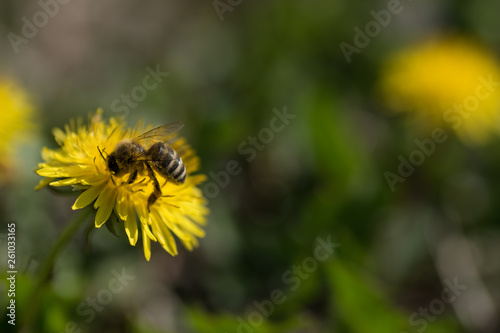 Close up macro bee and dandelion shot. Yellow flower in meadow. Colecting pollen for honey. © Danijel