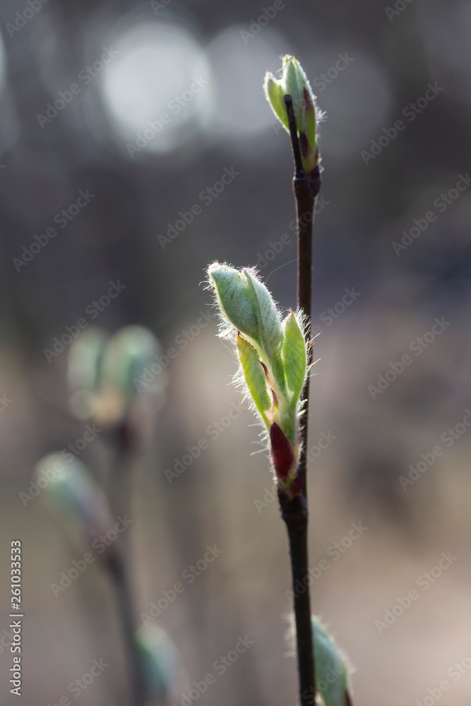 Tender and fluffy buds on the branch in spring Tender and fluffy buds on the branch in spring