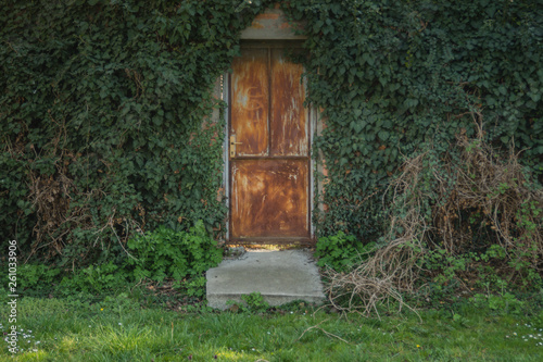 Vines surrounding door, green background and texture