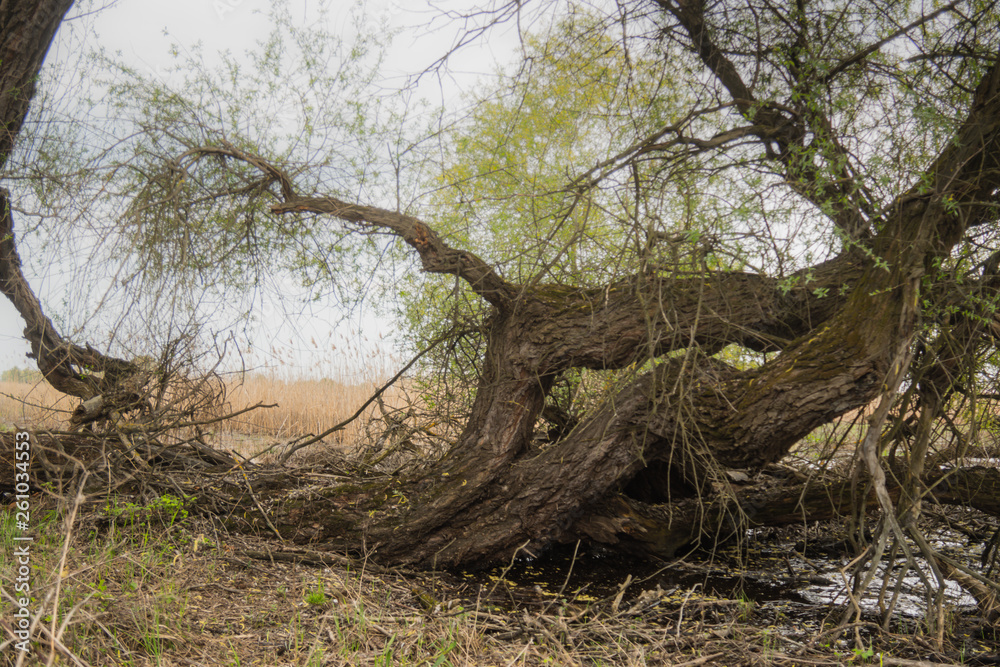 Shot of swamp in spring with early green leafs and dryed branches in water and dryed shrubs. Shot of swamp in spring with early green leafs and dryed branches in water and dryed shrubs.