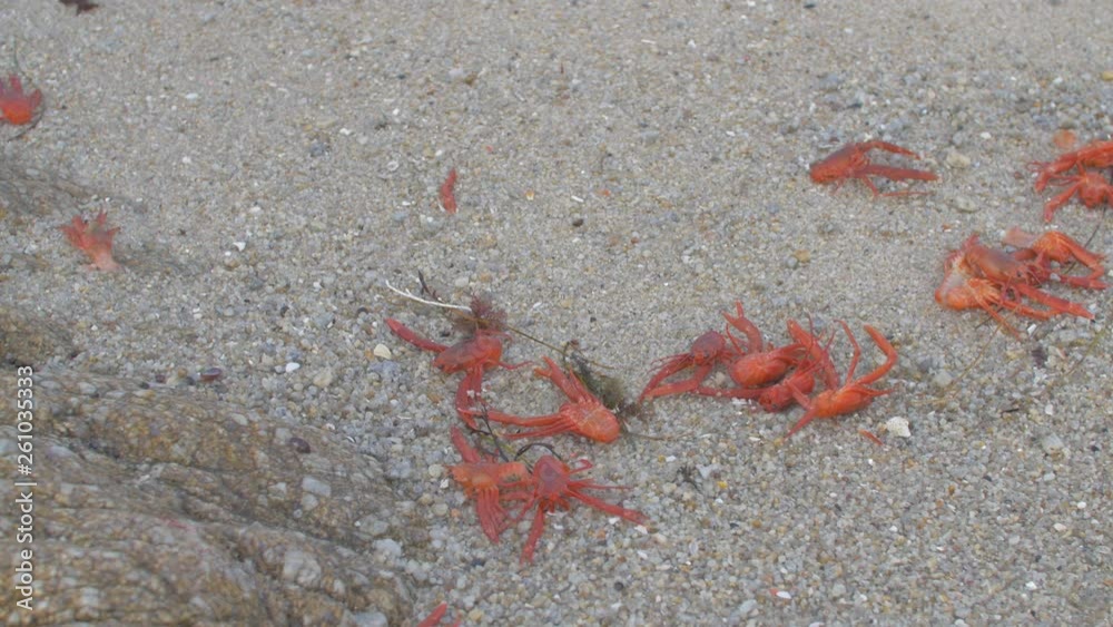 Close Up: Small Orange Crabs Moving On Sandy Ocean Shore in Monterey, California Close Up: Small Orange Crabs Moving On Sandy Ocean Shore in Monterey, California
