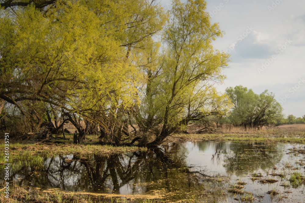 Shot of swamp in spring with early green leafs and dryed branches in water and dryed shrubs. Shot of swamp in spring with early green leafs and dryed branches in water and dryed shrubs.