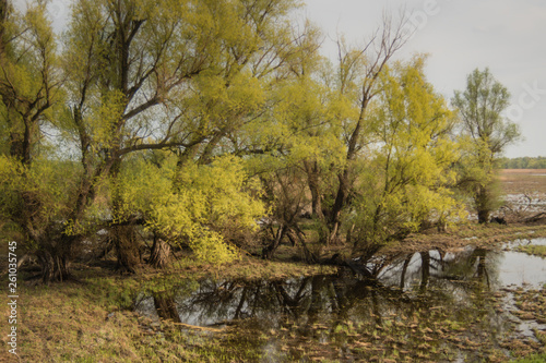 Shot of swamp in spring with early green leafs and dryed branches in water and dryed shrubs.