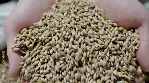 whole grains of malt in hands of man, close-up view, human is showing grist for camera