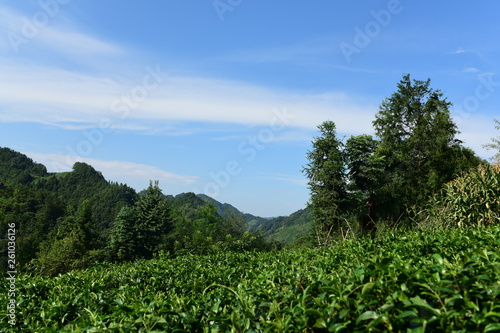 Tea Picking in Chinese Tea Gardens