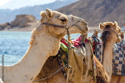 portrait of camel on coast of sea in Egypt Dahab South Sinai