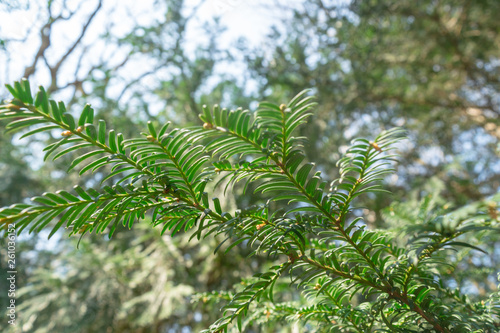 Green Leave In The Morning