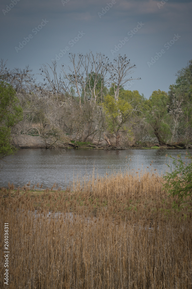Shot of swamp in spring with early green leafs and dryed branches in water and dryed shrubs. Shot of swamp in spring with early green leafs and dryed branches in water and dryed shrubs.