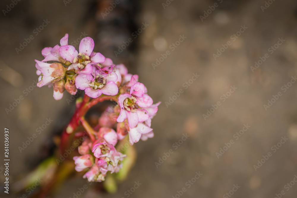 Fototapeta premium Wild flowers, clorful and with details.