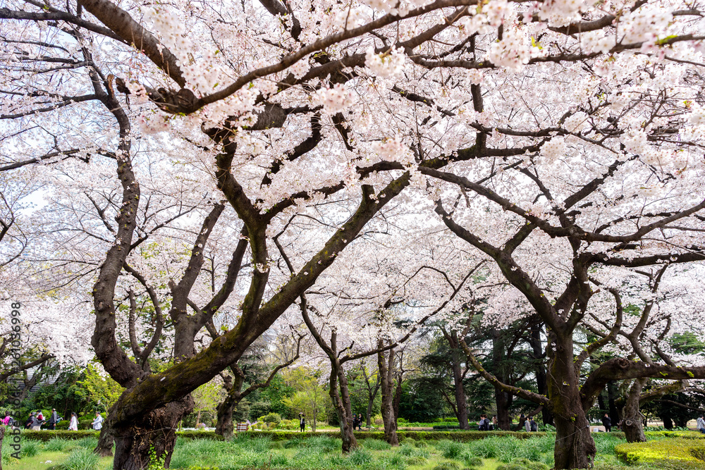 SAKURA