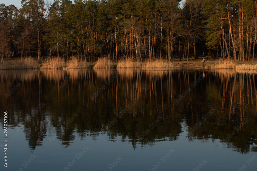 Pine forest on the lake in the sunset time