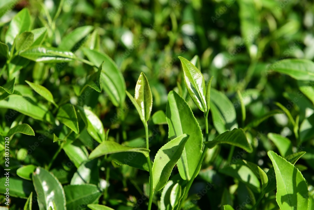 Tea Picking in Chinese Tea Gardens Tea Picking in Chinese Tea Gardens