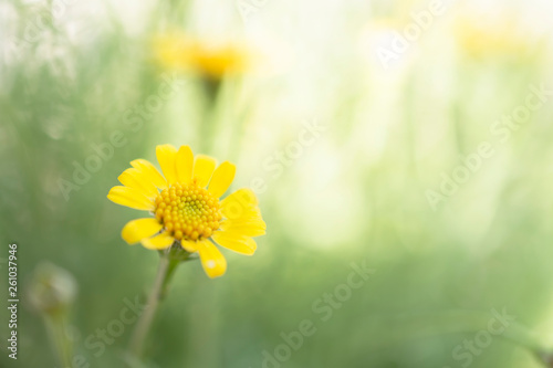 daisy closeup © somsak