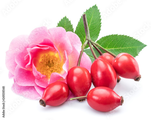 Rose-hips with rose flower isolated on a white background.