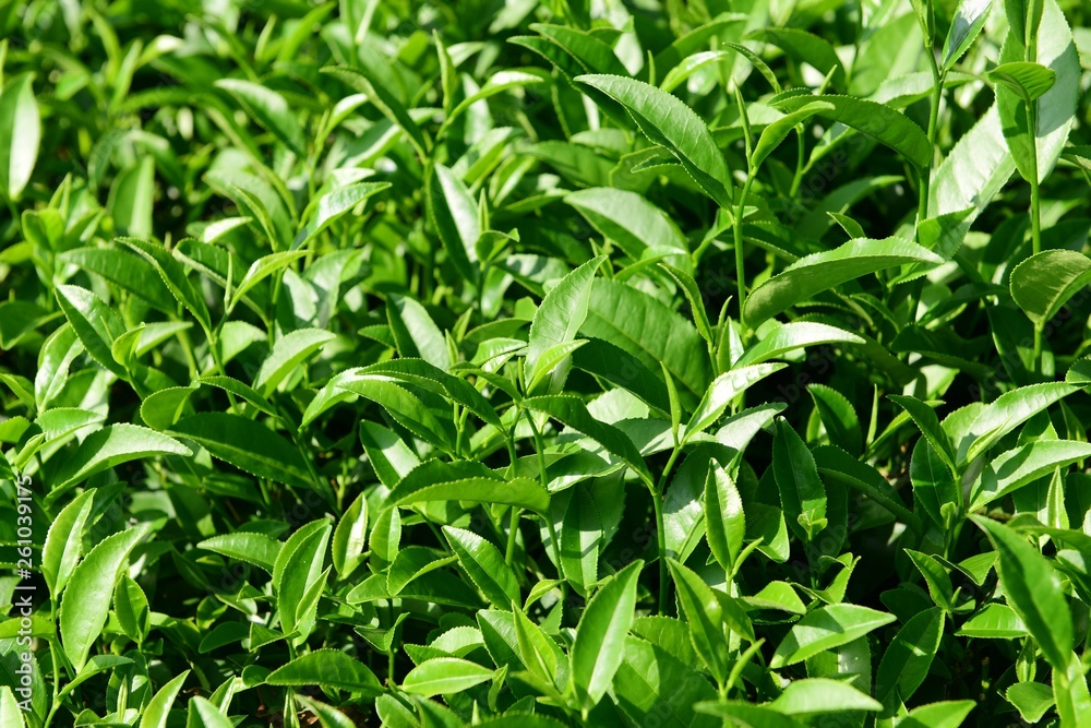 Tea Picking in Chinese Tea Gardens