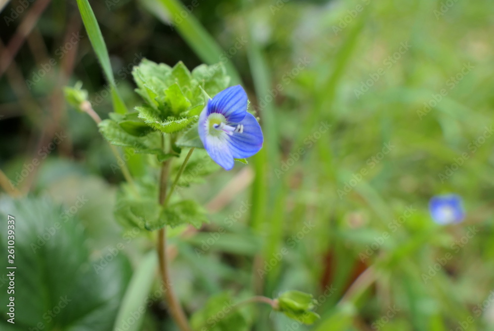 kleine blaue Blumen Frühling Stock Photo | Adobe Stock