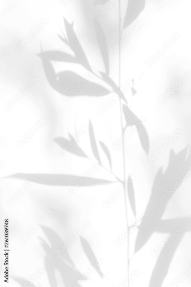 Gray shadow of the leaves on a white wall. Abstract neutral nature concept background Gray shadow of the leaves on a white wall. Abstract neutral nature concept background