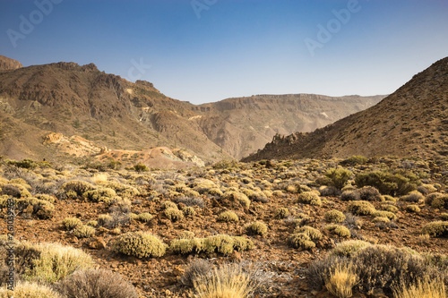 Volcanic Landscape with Bushes in front of Mountains in Teide Nation Park  Tenerife  Spain  Europe