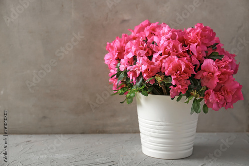 Pot with beautiful blooming azalea on table photo