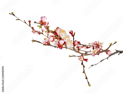 Beautiful blossoming branches on white background