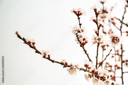 Beautiful blossoming branches on light background © Pixel-Shot