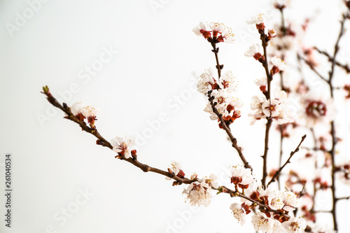 Beautiful blossoming branches on light background